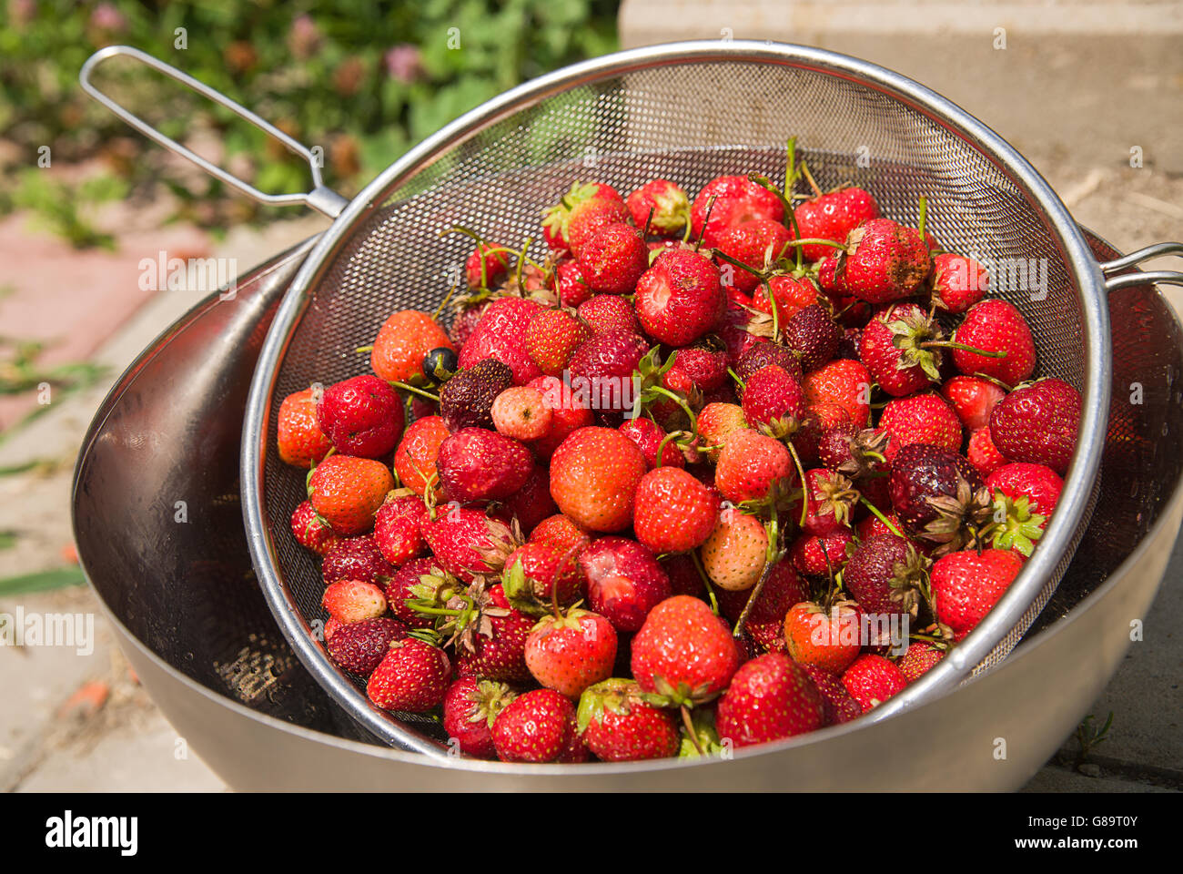 Recipiente di metallo con fragole è sul pavimento Foto Stock