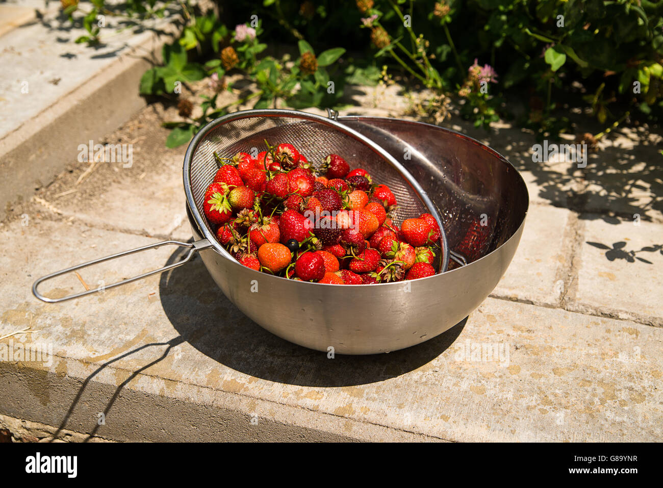 Recipiente di metallo con fragole è sul pavimento Foto Stock