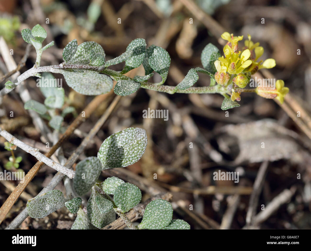 Alyssum akamasicum rara pianta endemica da Paphos & area di Akamas di Cipro Foto Stock