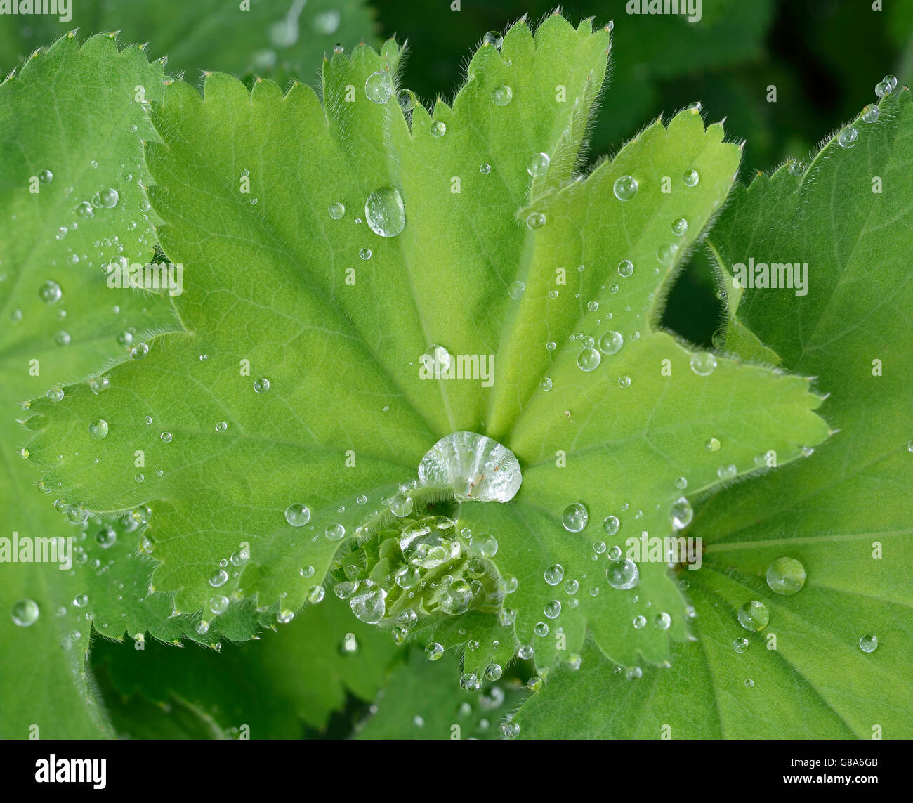 Signora manto di foglie - Alchemilla vulgaris con gocce di pioggia Foto  stock - Alamy