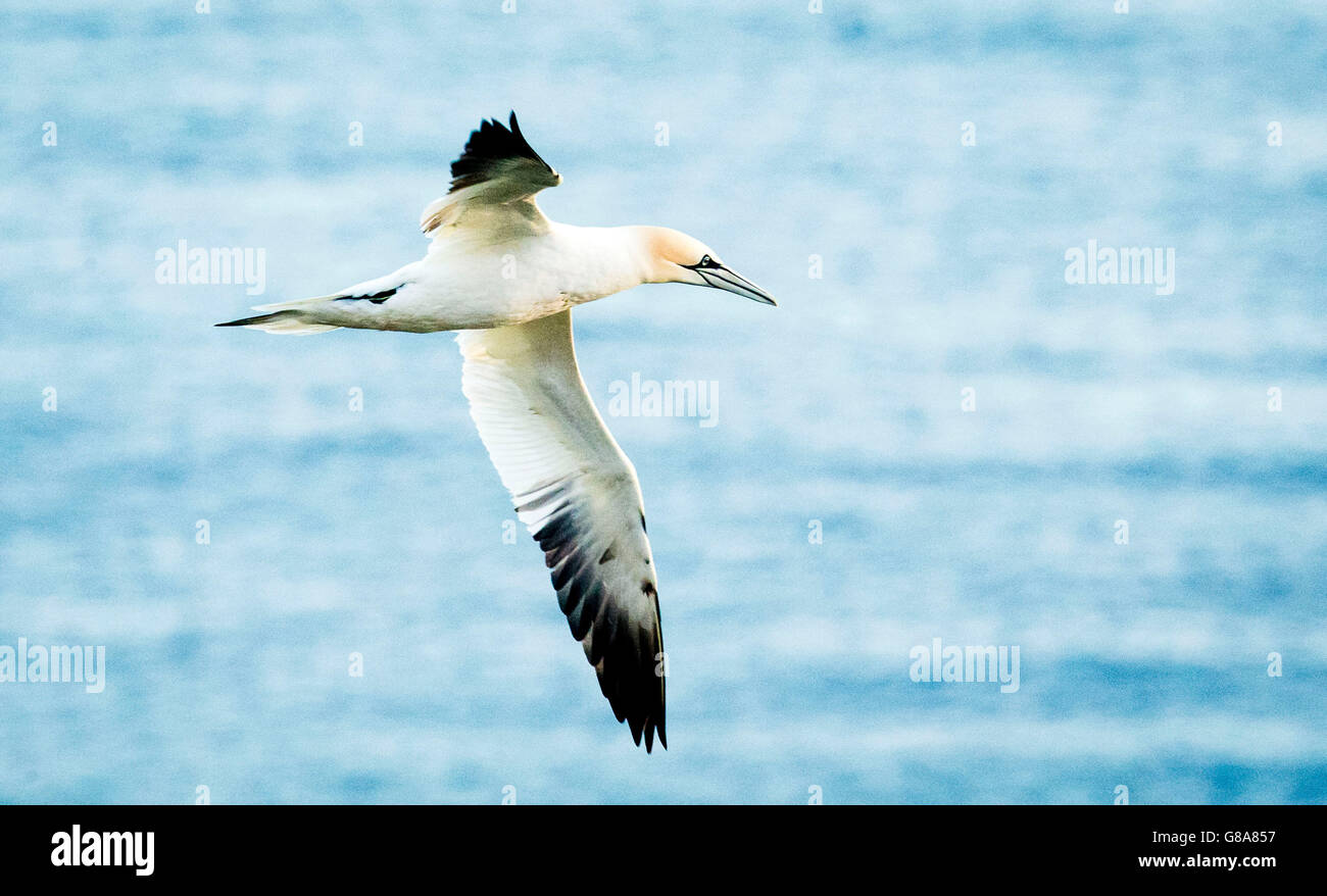 Un gannett all'RSPB riserva naturale a Bempton Cliffs nello Yorkshire, come oltre 250.000 uccelli marini gregge a Chalk cliffs per trovare un compagno e allevare i loro piccoli. Foto Stock