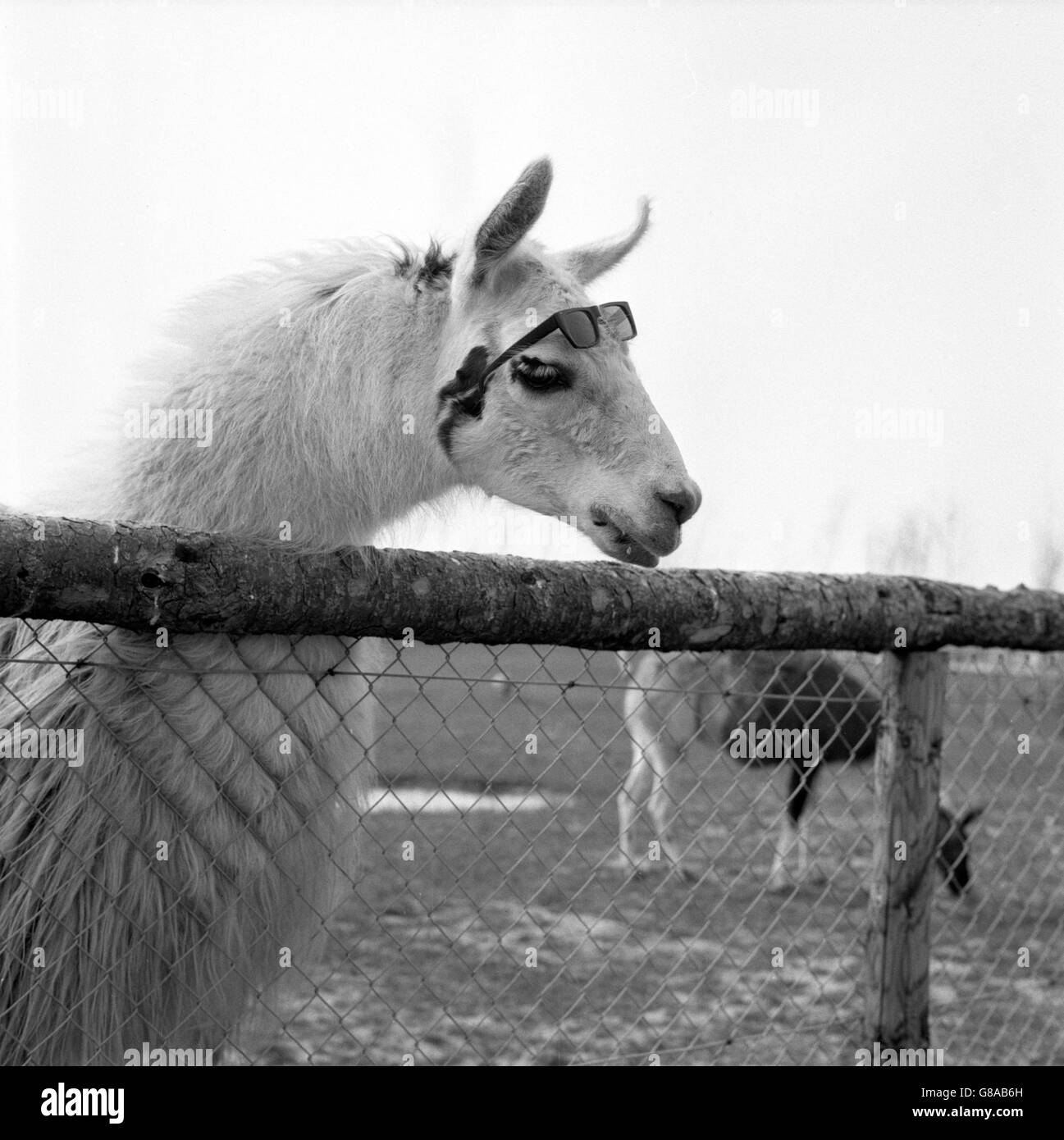 Animali - Llama - Zoo di Cleethorpes Foto Stock