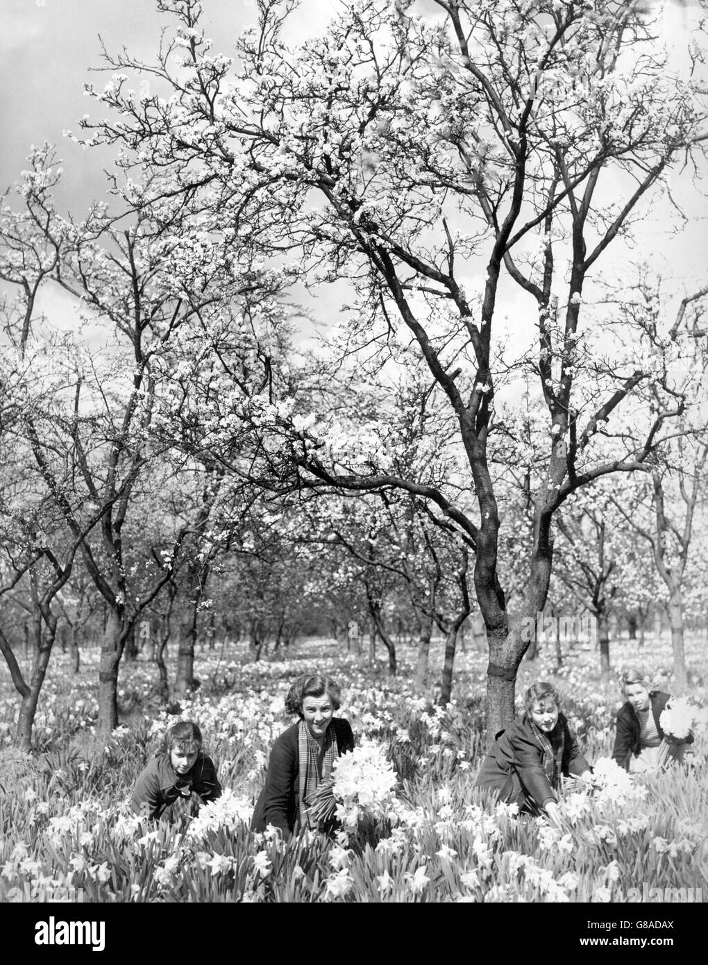Le studentesse guadagnano alcuni soldi supplementari della tasca durante le vacanze scolastiche raccogliendo i narcisi in Osterley Park Gardens, Middlesex. Foto Stock