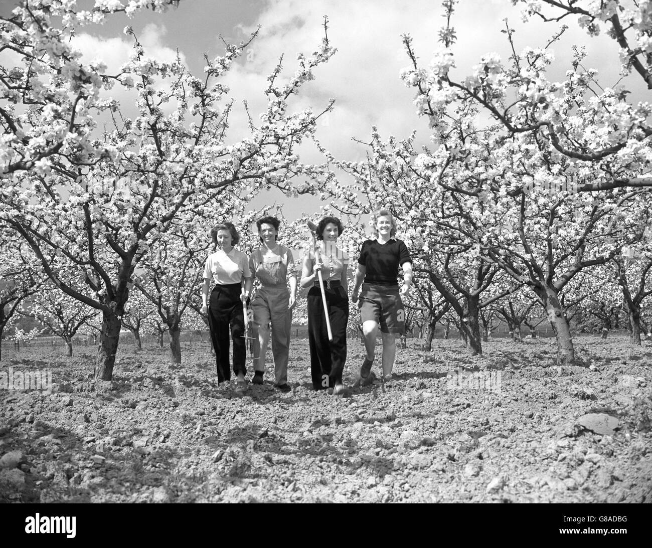 (l-r) Ruth Lewis, Ruby Wood, Margaret Dadds e Mavis Padfield camminano sotto acri di boughs a Long Ashton vicino a Bristol. Lavorano presso la University of Bristol Department of Agricultural and Horticultural Research Station, dove 150 acri di alberi di mele sono in piena fioritura. Foto Stock