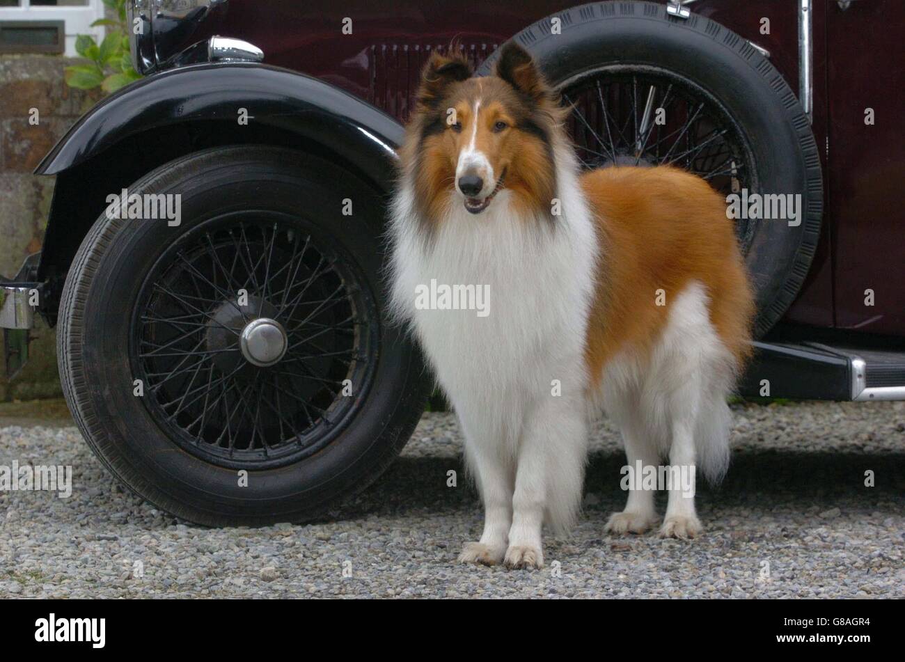 "Lassie' il film - sul set, Kilruddery House Foto Stock