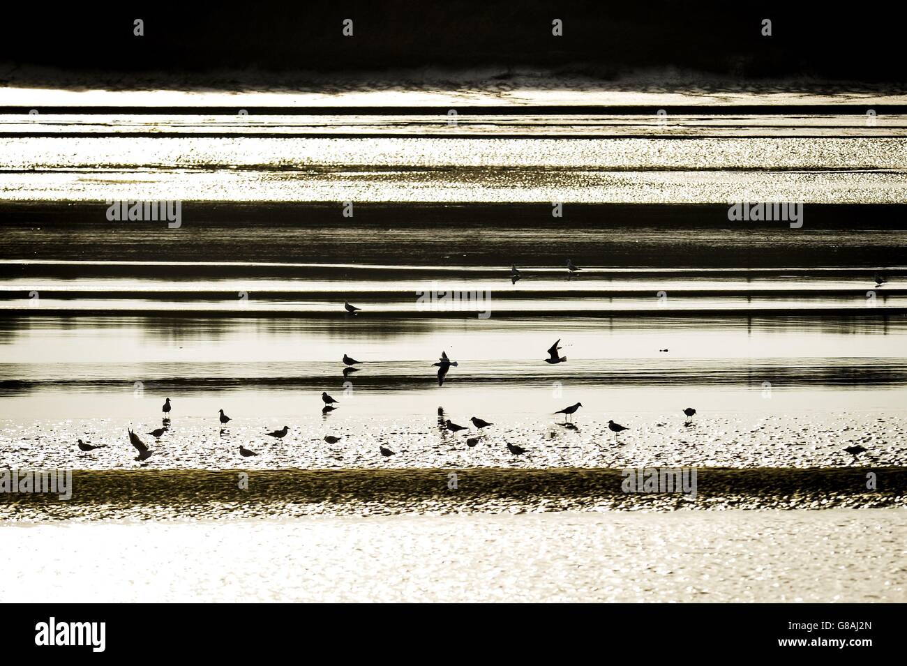 Gli uccelli si nutrono di strisce di sabbia esposte a Newnham, Gloucestershire. Foto Stock