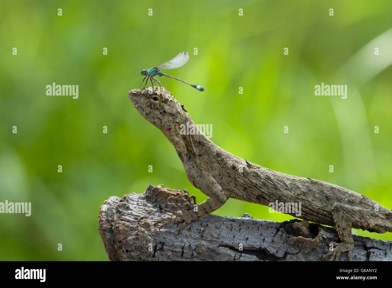 Damselfly seduto su una testa lizard, Indonesia Foto Stock