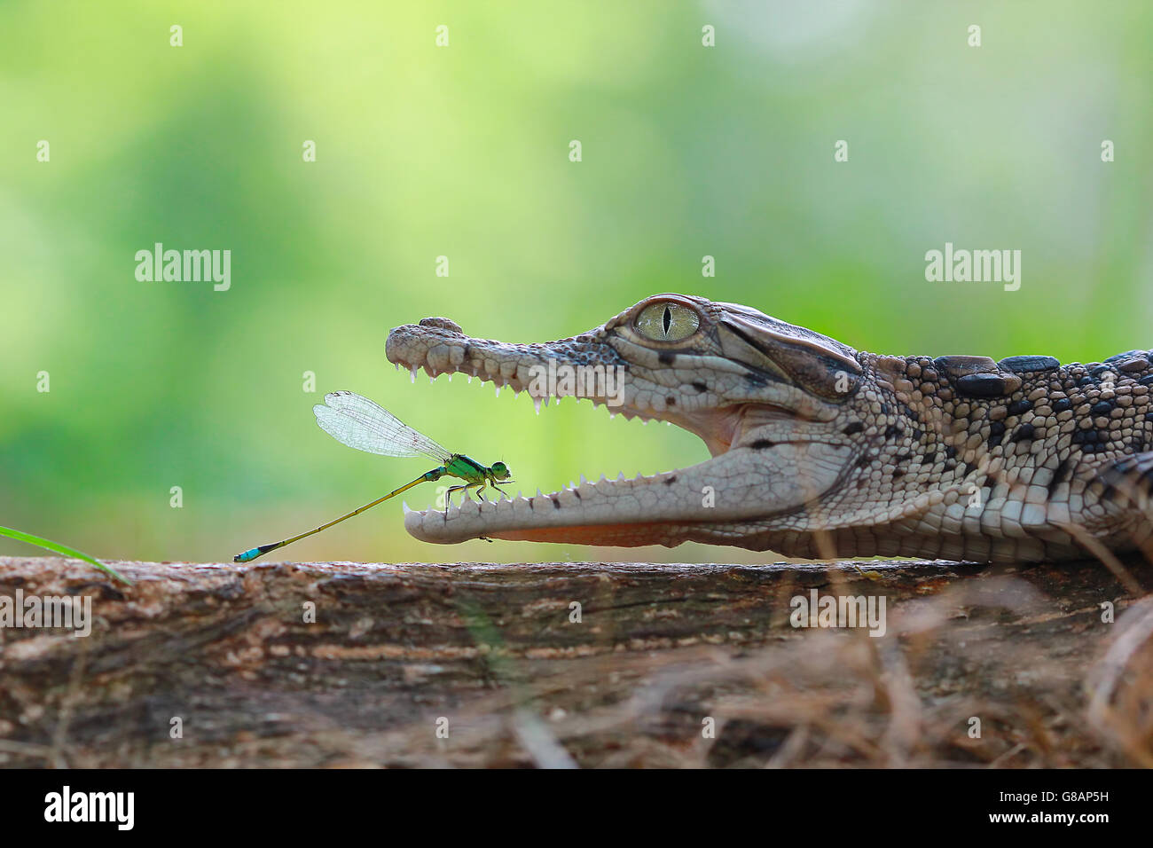 Damselfly seduta nella bocca del coccodrillo, Indonesia Foto Stock