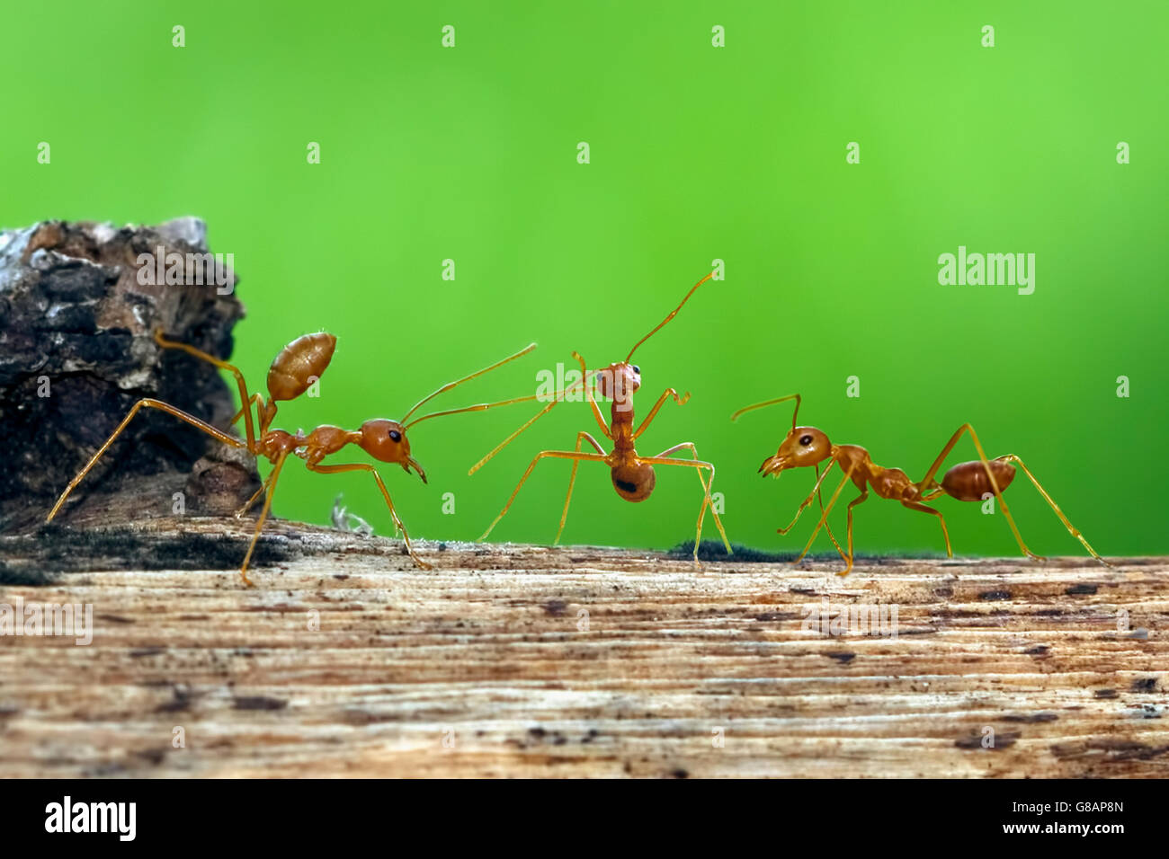 Tre formiche sul log, Indonesia Foto Stock