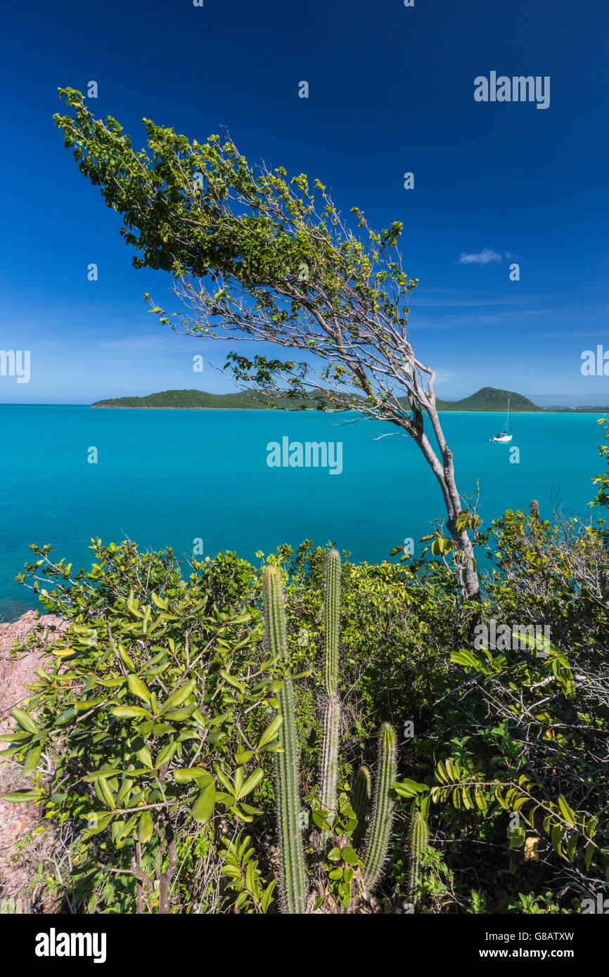 La vegetazione tropicale e le calme acque turchesi del mar dei Caraibi spearn bay antigua Leeward Islands west indies Foto Stock