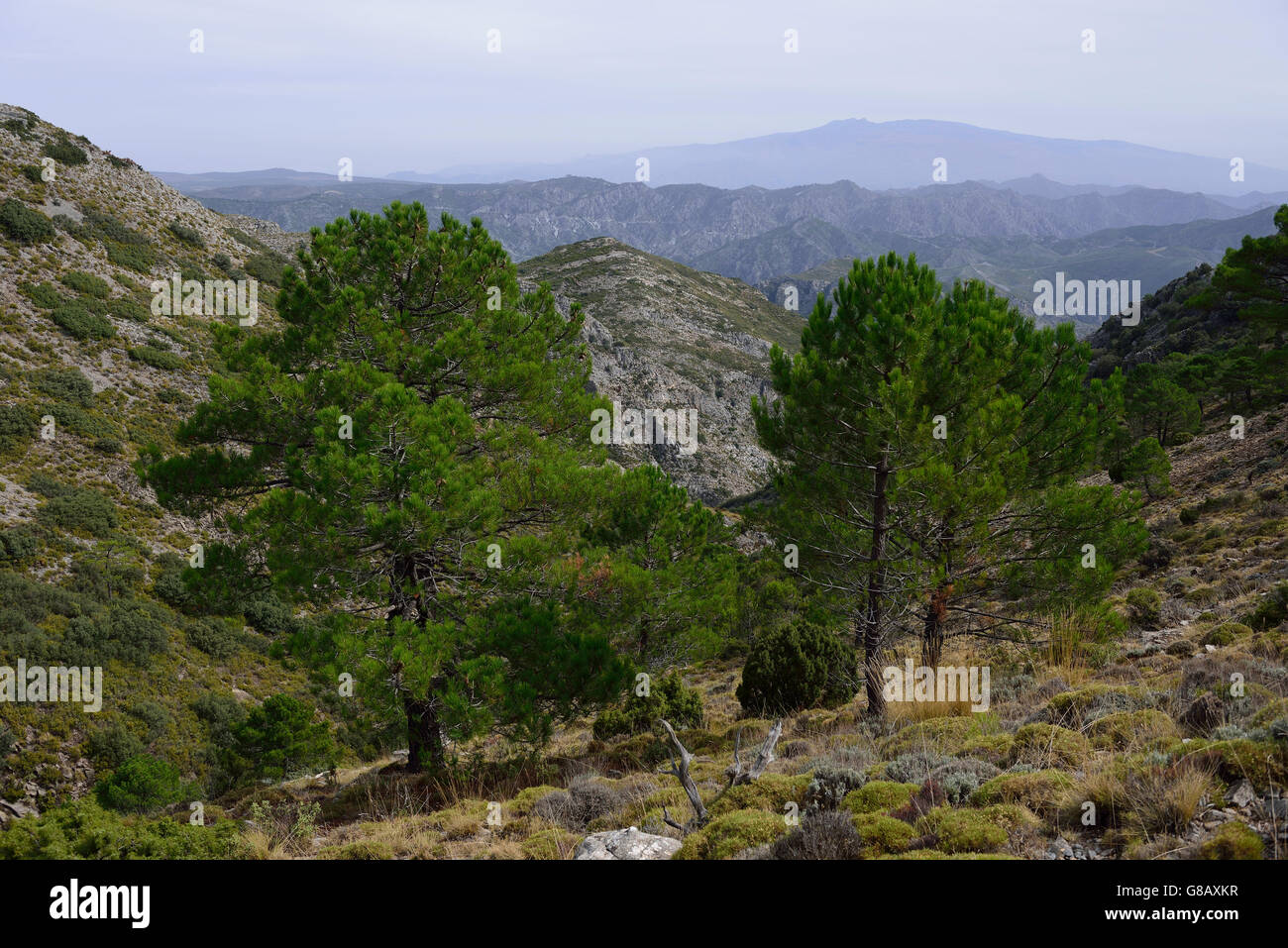 Escursionismo, Parque Natural de la Sierras Tejeda y Almijara,Andalusia, Spagna Foto Stock