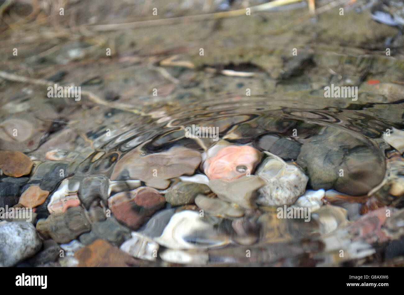 Caduta di pioggia crea piccolo ripple sulla pozza chiara Foto Stock