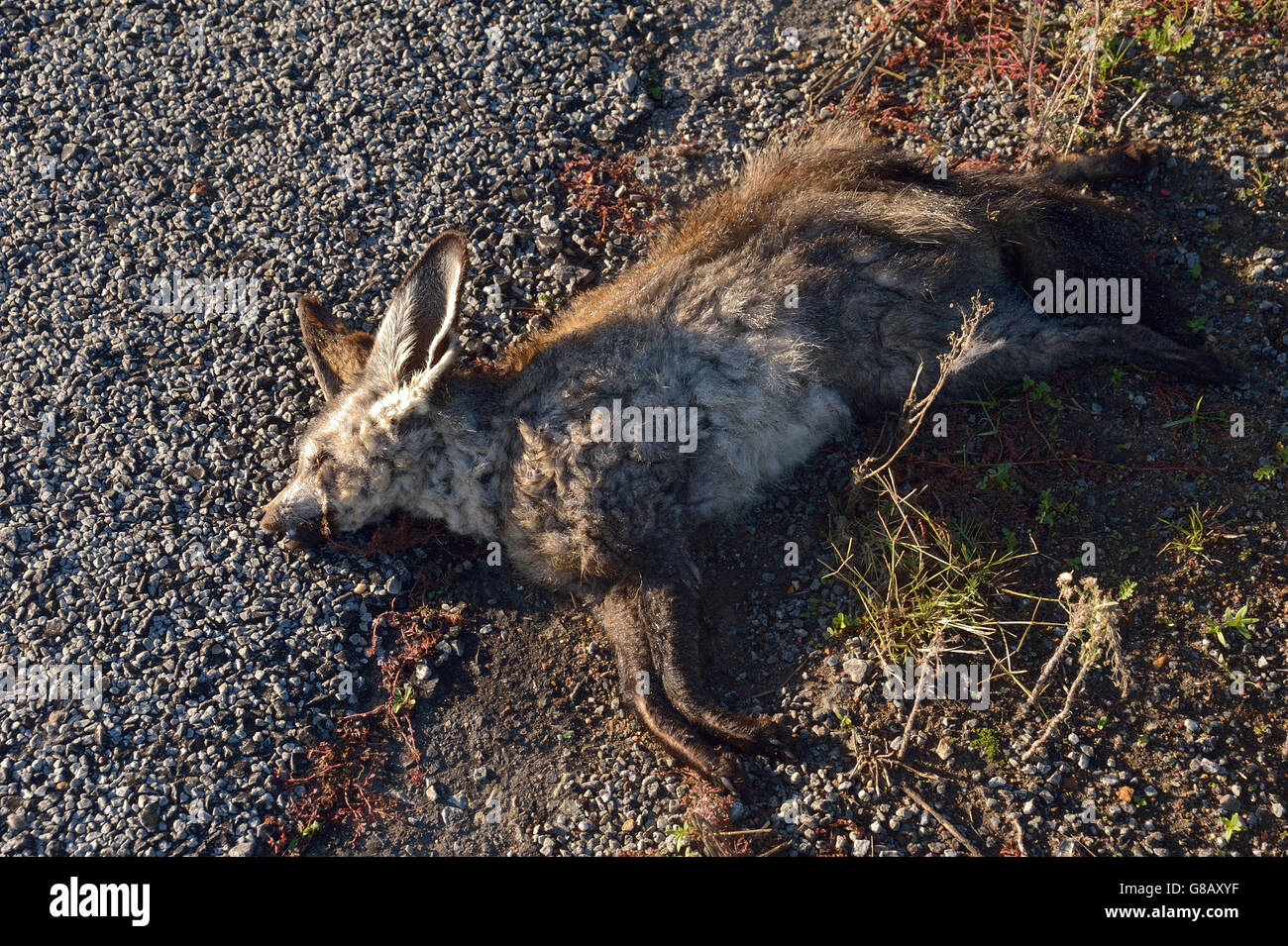 Dead bat eared Fox su strada Foto Stock