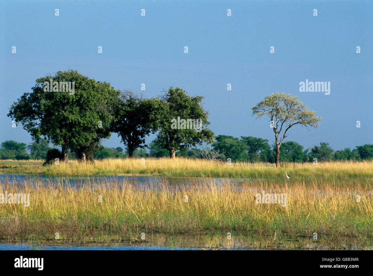 Il Botswana, Chobe scena Foto Stock