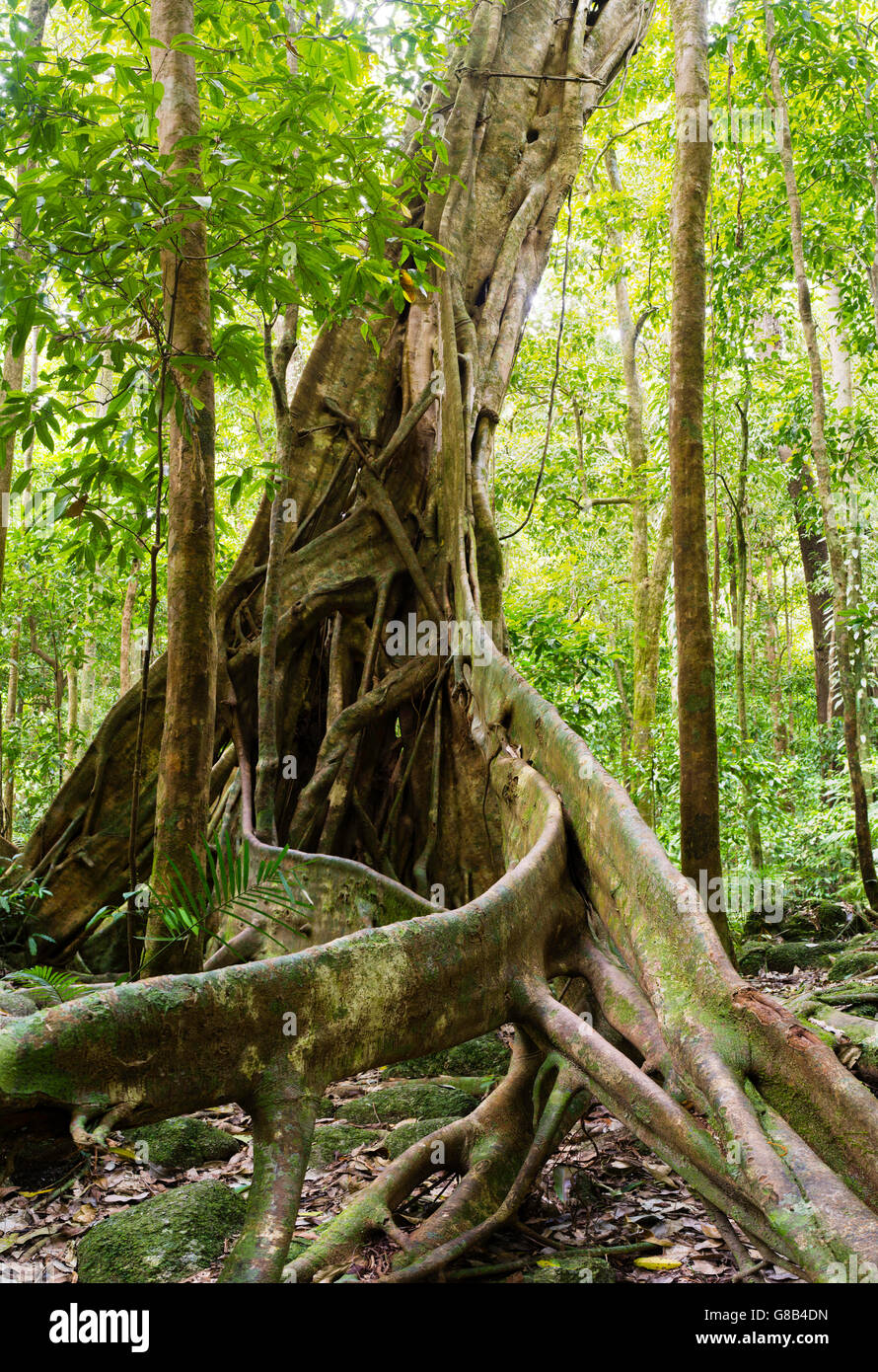 Vista del sistema di radice di un strangler fig tree a Mossman Gorge, parte del Parco Nazionale Daintree, Mossman, Queensland, Australia Foto Stock