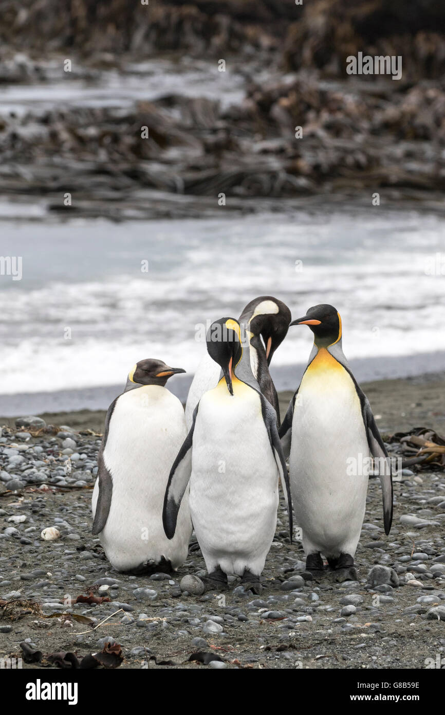 Quattro re adulti pinguini a Macquarie Island, Australian sub-antartiche Foto Stock