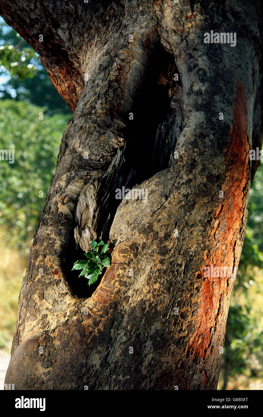 Pianta piccola in Teak albero, Chobe, Botswana Foto Stock
