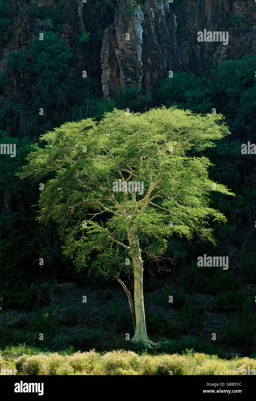 Mozambico febbre albero. Foto Stock