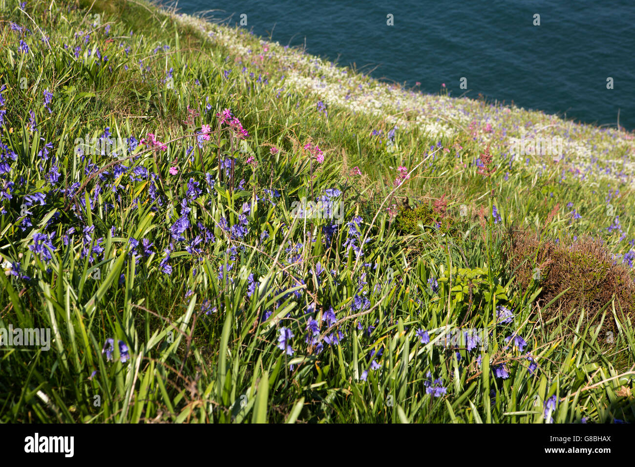 Regno Unito, Galles Ceredigion, Llangrannog, clifftop fiori selvatici a Carreg Dol y Fran Foto Stock