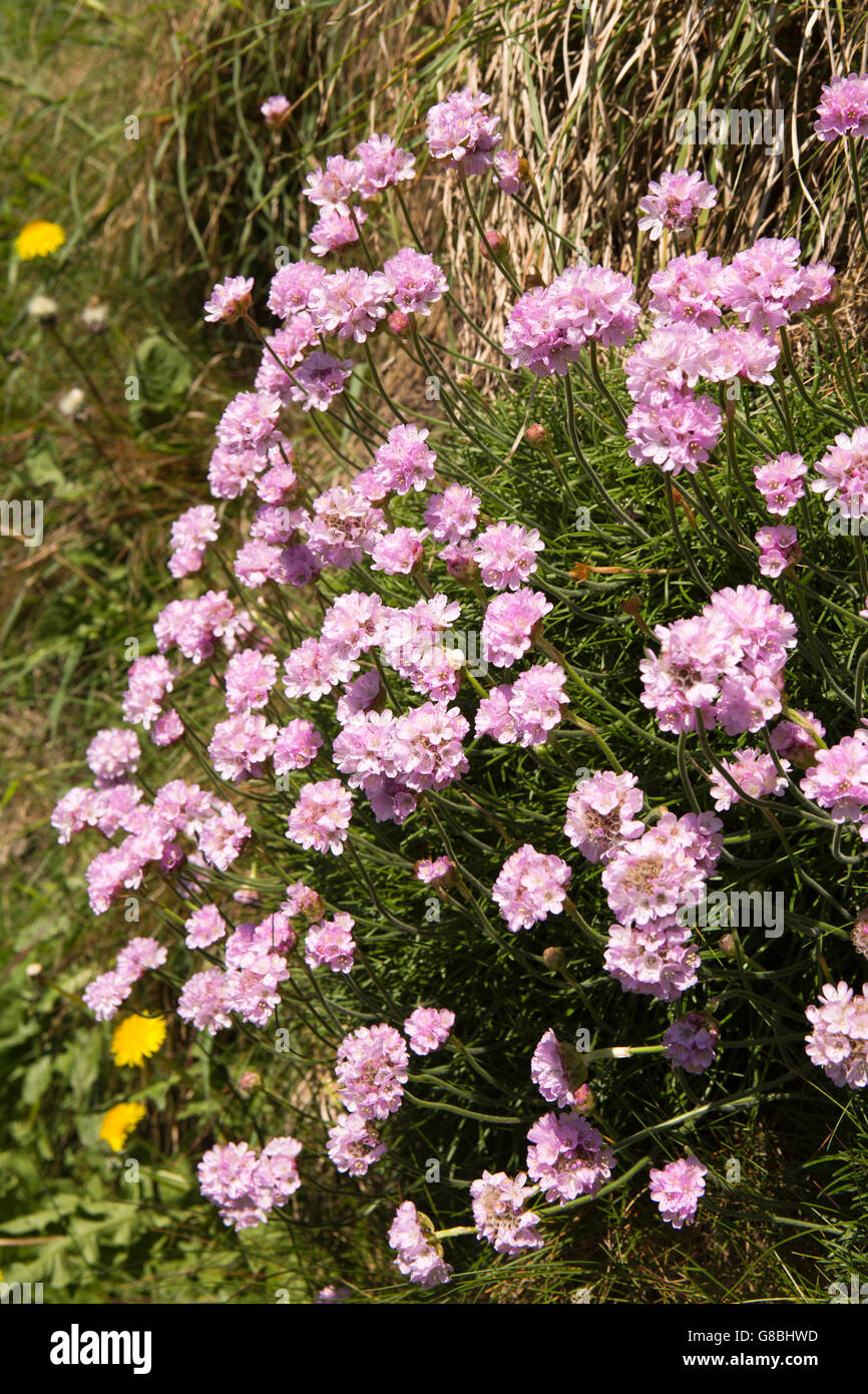 Regno Unito, Galles Ceredigion, Llangrannog, fiori selvatici, parsimonia, Armenia Maritima crescendo in terra parete banca Foto Stock