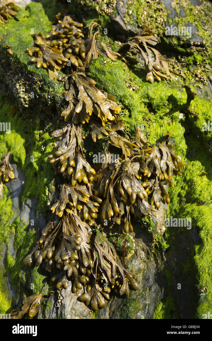 Regno Unito, Galles Ceredigion, Llangrannog, spiaggia, vescica wrack alghe su roccia a bassa marea Foto Stock