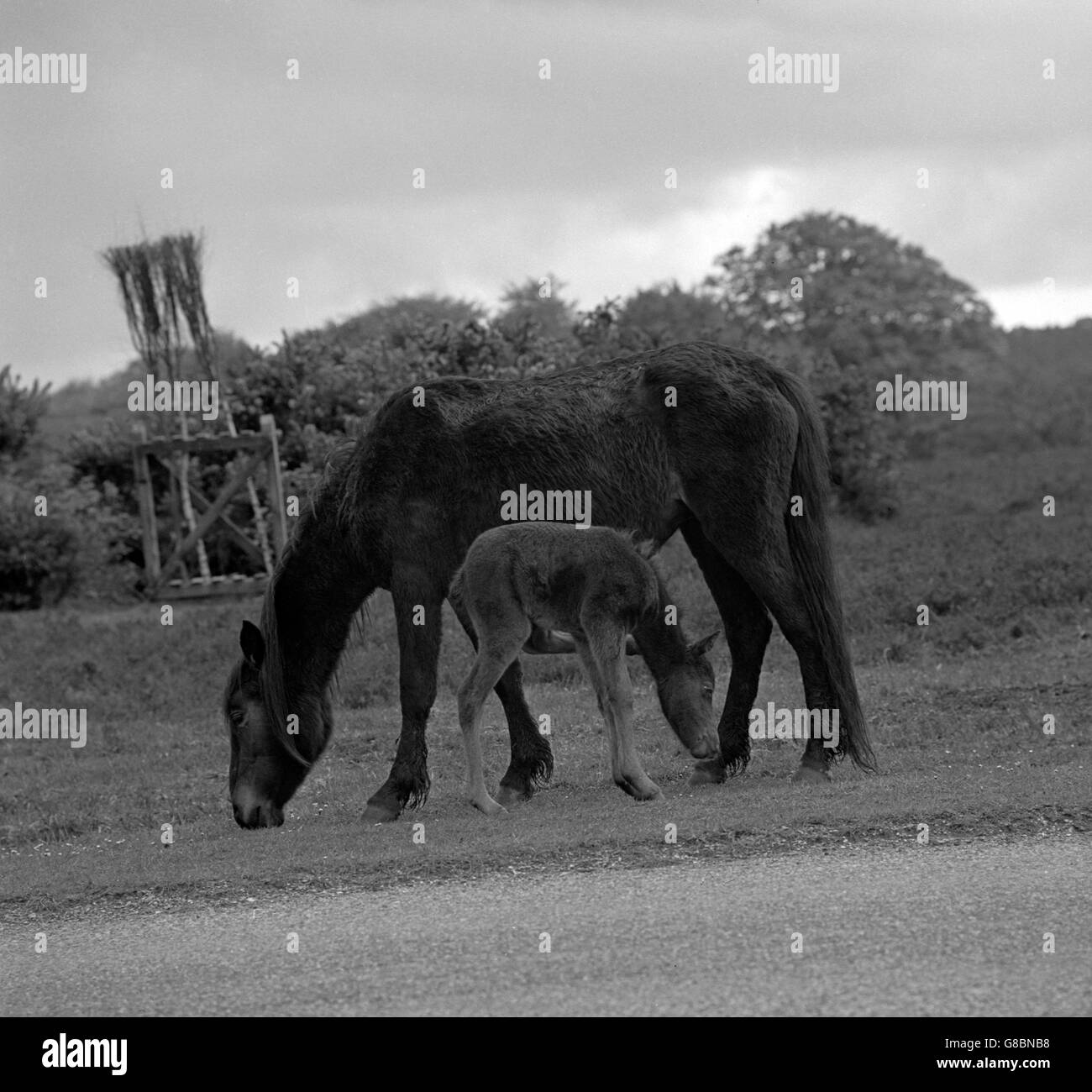 Un pony foal ripara il pony giovane dalla pioggia mentre pascolando nella foresta di New, Hampshire. Foto Stock