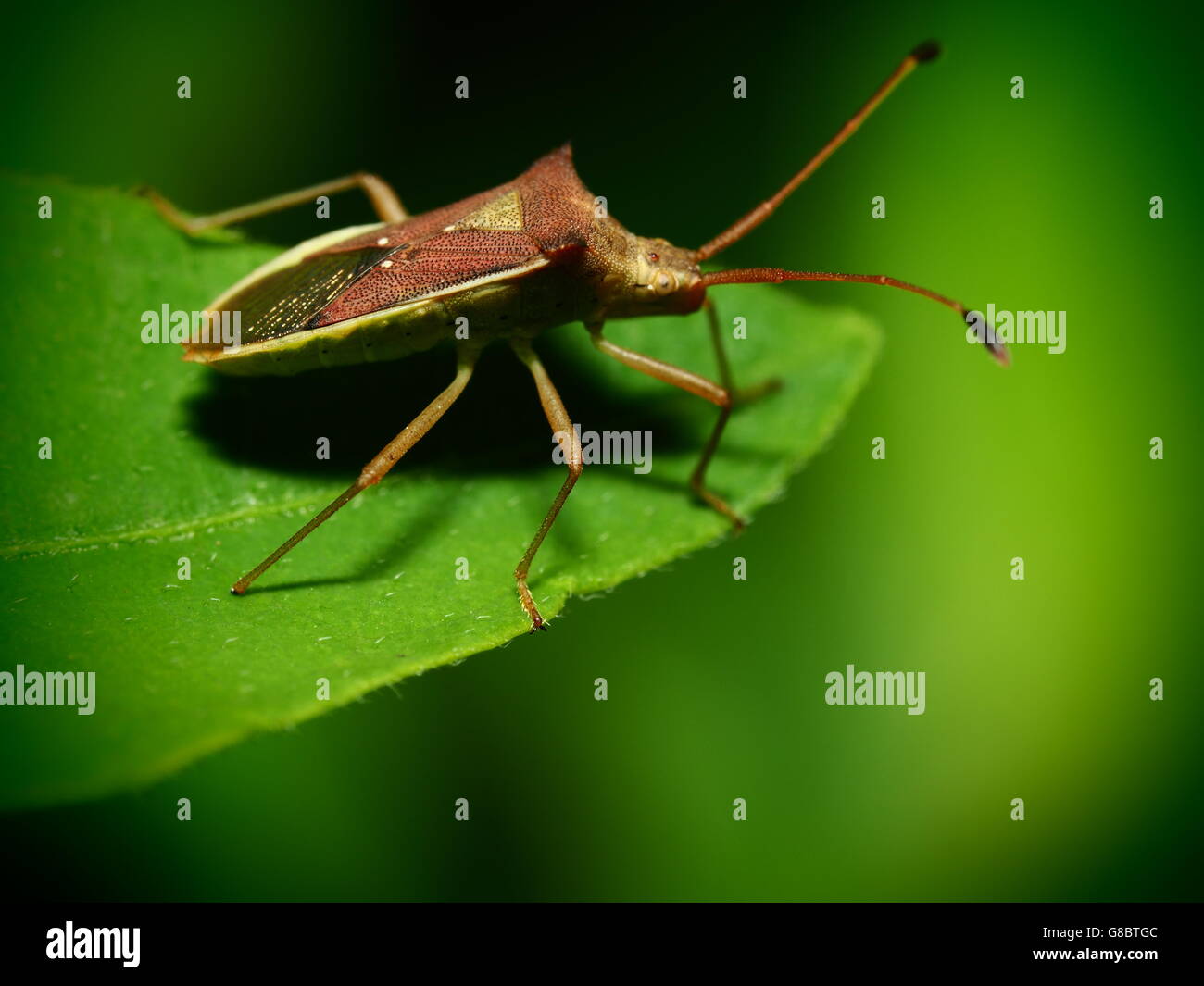 Bug,coccinella,beetle,legno,insetti,macro,forest Foto Stock