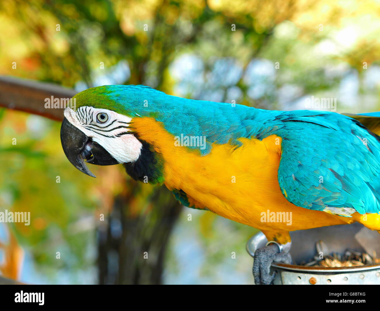 Parrot,bird,macaws,selvatica,legno,forest,animale Foto Stock
