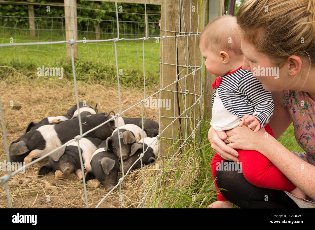 Baby girl guardando di suinetti in agriturismo Foto Stock