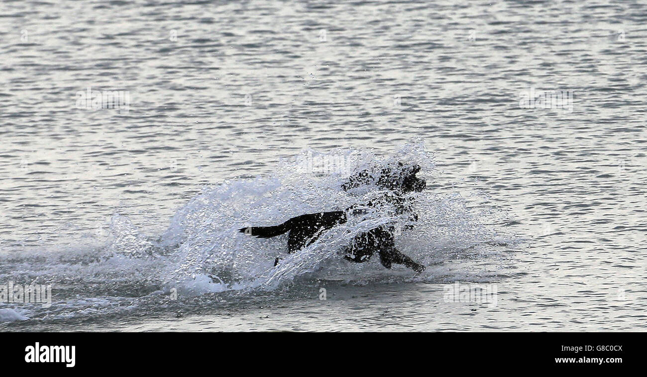 Meteo autunno 17 ottobre 2015. I cani giocano in mare a Hayling Island, Hampshire. Foto Stock