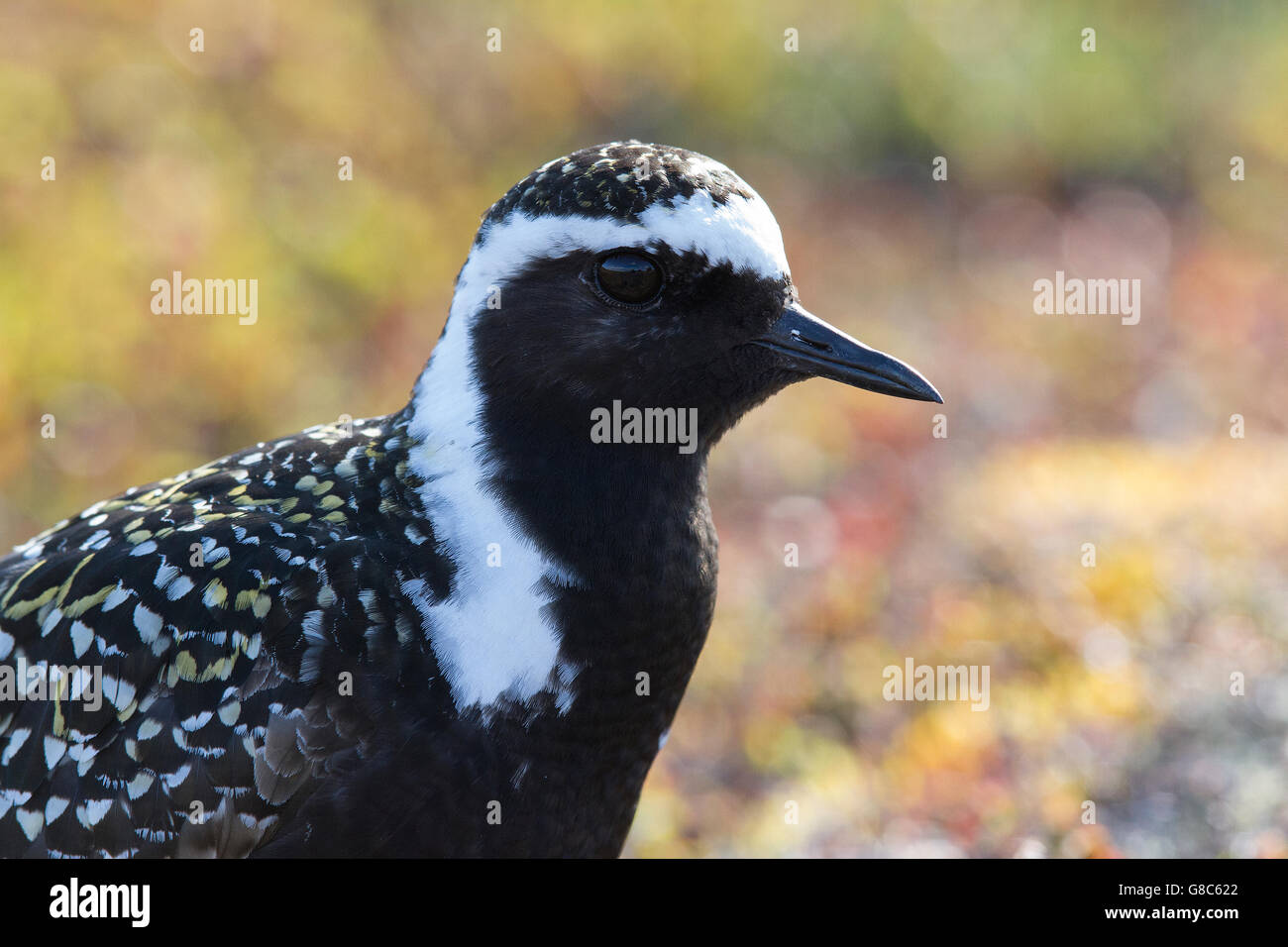 Close up di American Golden Plover (Pluvialis dominica) Foto Stock