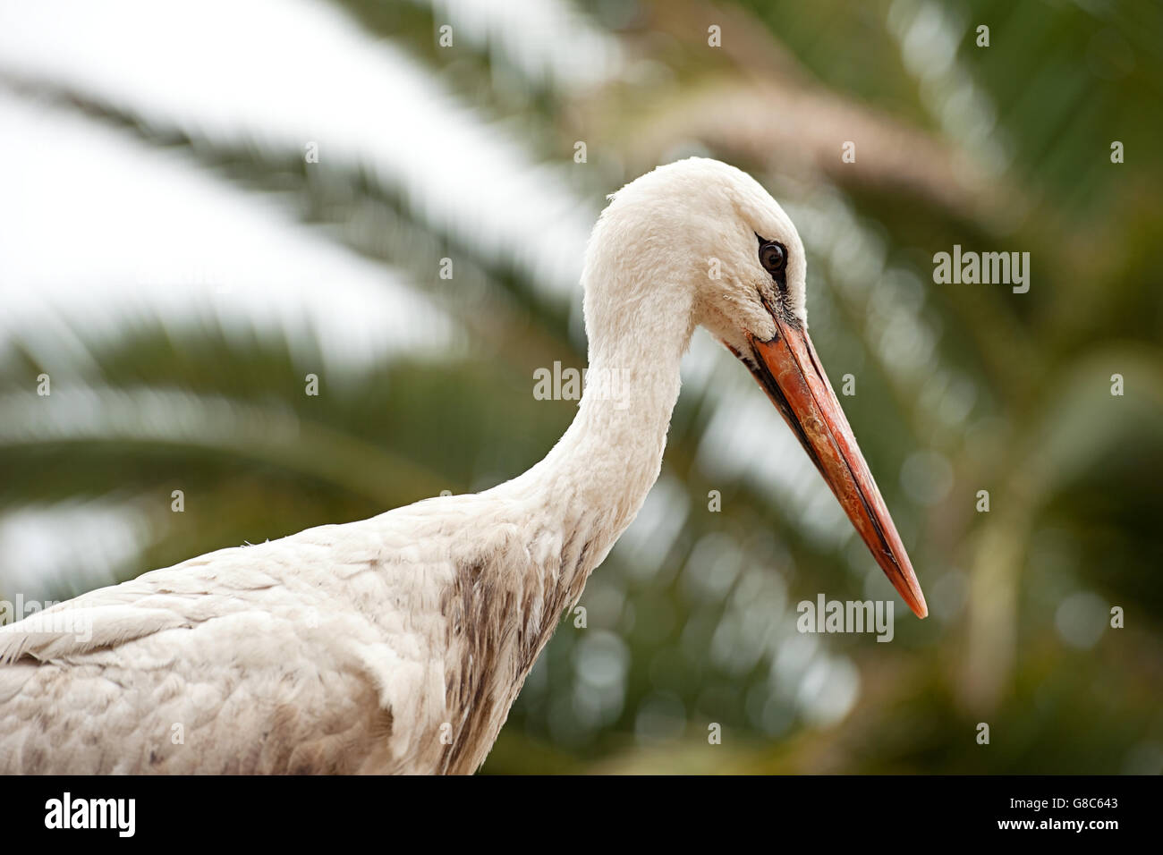 Close up ritratto di un Europeo cicogna bianca. Foto Stock