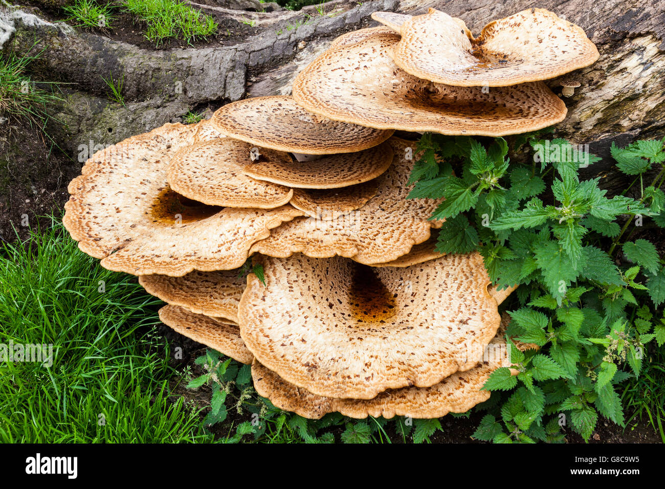 Funghi Bracket sui Linley Beeches su Linley Hill vicino a Norbury, vicino a Bishop's Castle, Shropshire, Inghilterra, Regno Unito Foto Stock