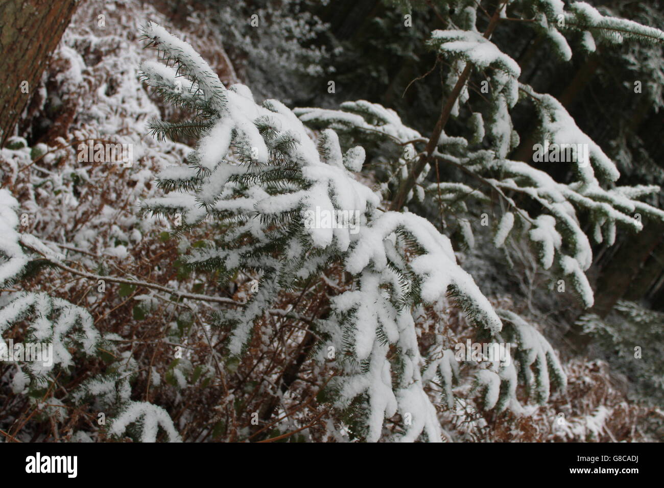 Scena invernale, neve, foresta, inverno, Hampshire, Regno Unito, Natale Foto Stock