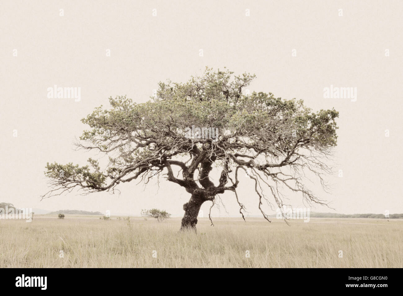 Highkey bright white tree, Maputo Riserva speciale; Mozambico. Foto Stock
