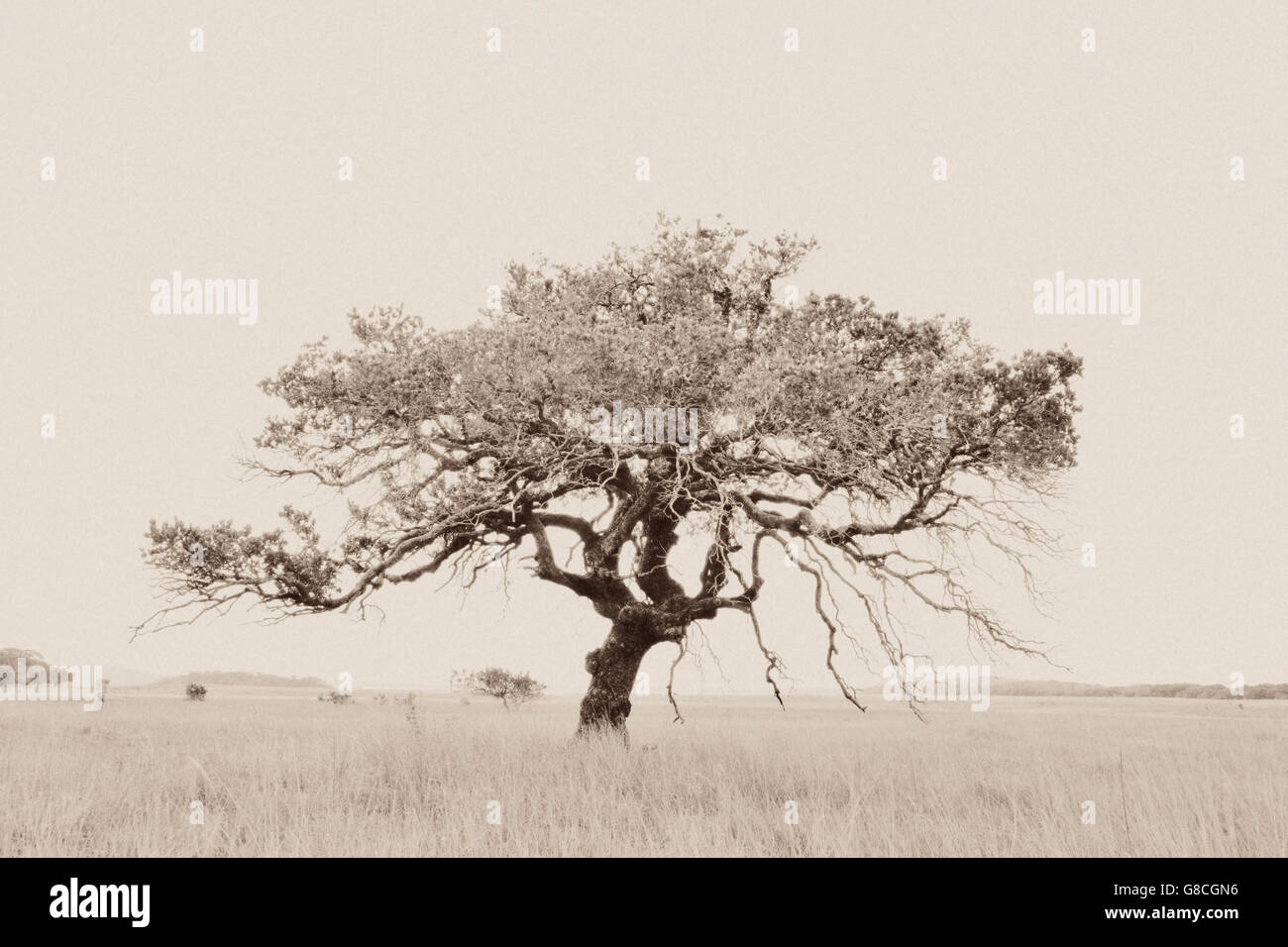 Highkey bright white tree, Maputo Riserva speciale; Mozambico. Foto Stock