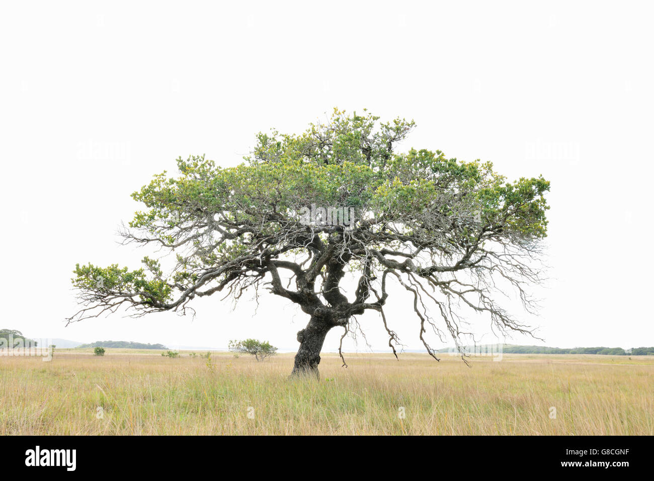 Highkey bright white tree, Maputo Riserva speciale; Mozambico. Foto Stock