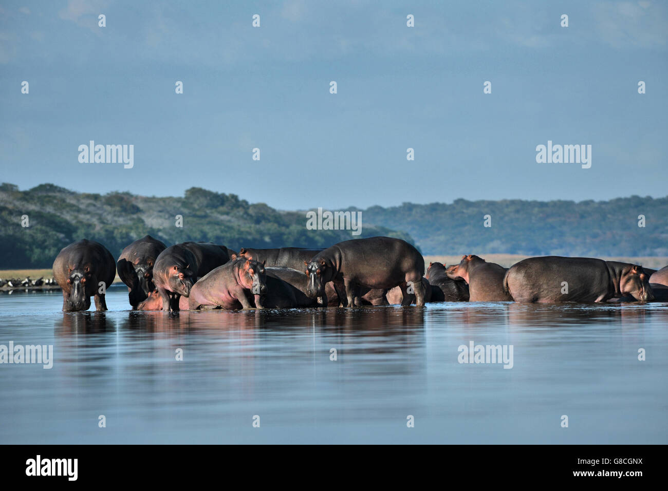 Ippopotami, Lago Xingute, Maputo riserva speciale, Mozambico. Foto Stock