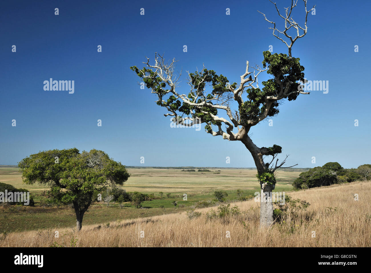 Paesaggio, Maputo riserva speciale, Mozambico. Foto Stock