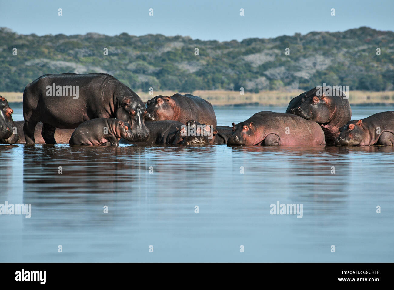 Ippopotami, Lago Xingute, Maputo riserva speciale, Mozambico. Foto Stock