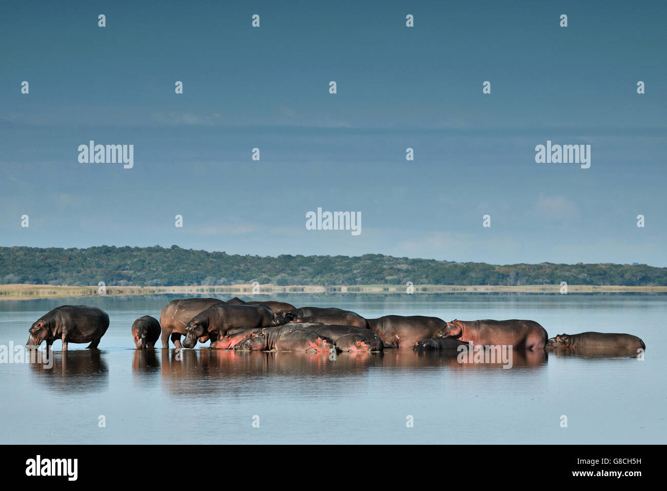 Ippopotami, Lago Xingute, Maputo riserva speciale, Mozambico. Foto Stock