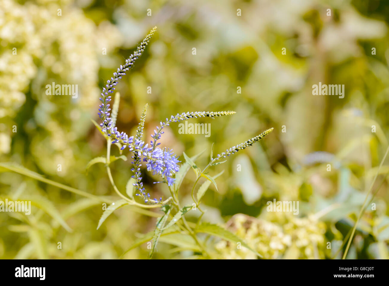 Pseudolysimachion longifolium (Veronica longifolia) anche noto come Giardino speedwell o longleaf speedwell, crescendo in Prato Foto Stock