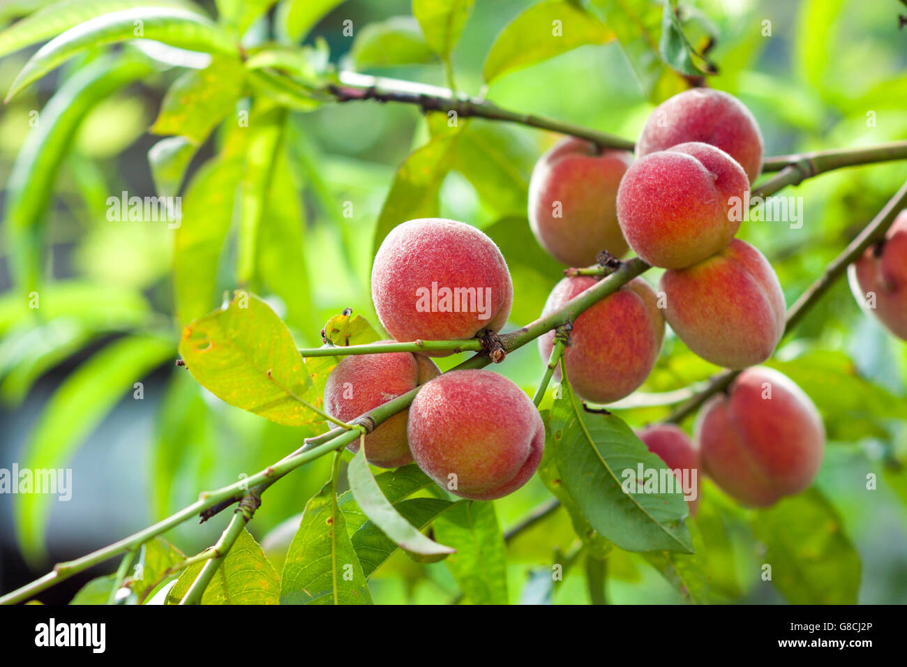 Ripe rosso e pesche gialle sul ramo Foto Stock