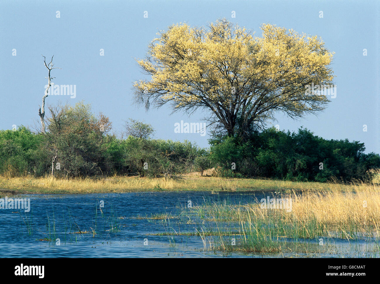 Bushveld sul Fiume Kwando banche, Namibia. Foto Stock