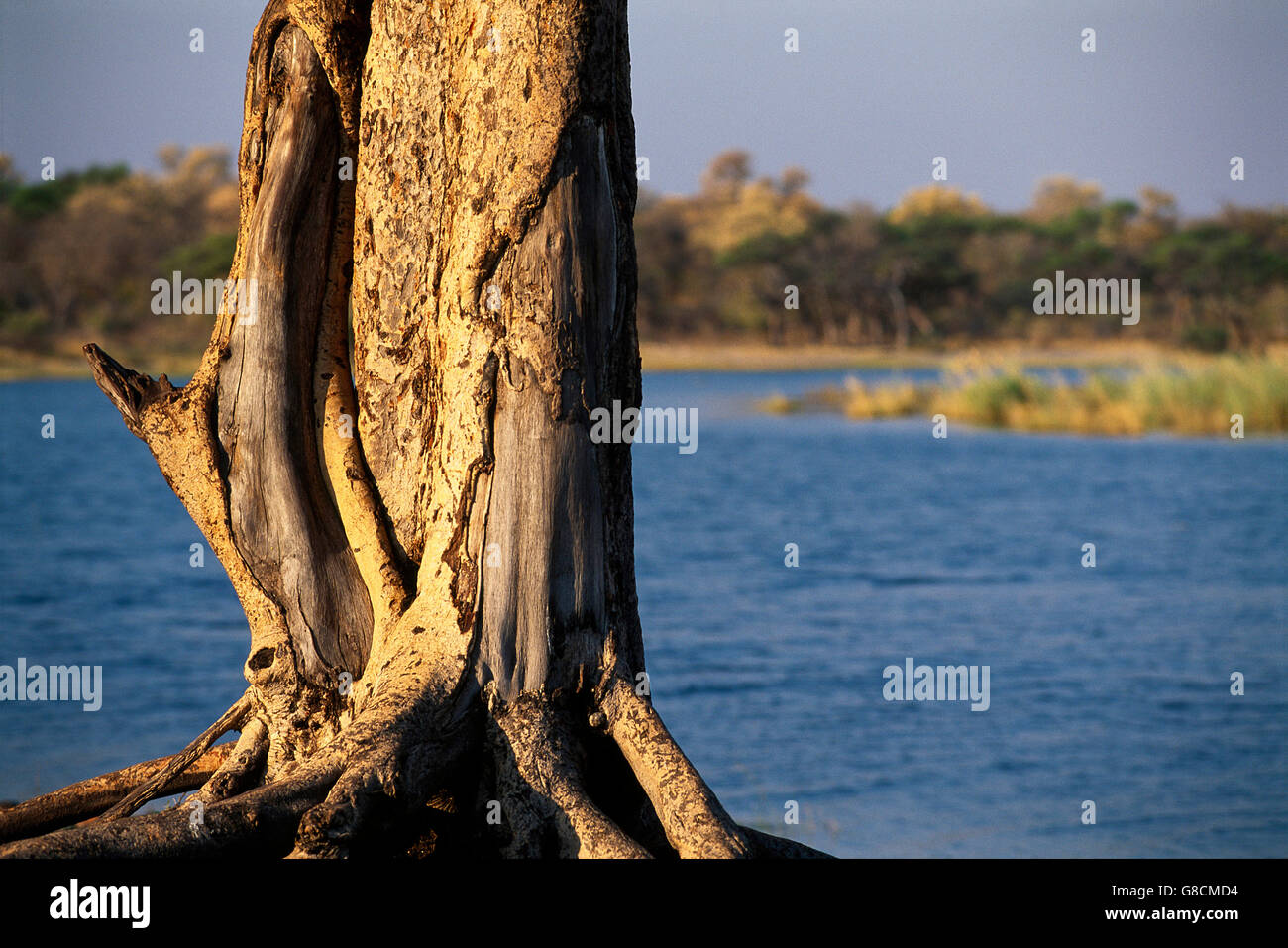 Albero sul Fiume Kwando Banca, Namibia. Foto Stock