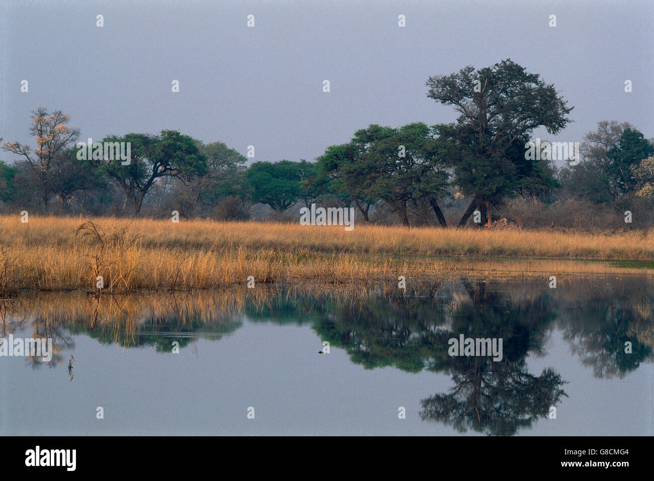 Bushveld sul Fiume Kwando banche, Namibia. Foto Stock