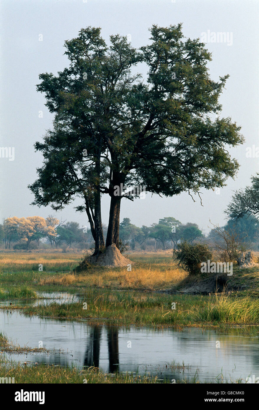 Bushveld sul Fiume Kwando banche, Namibia. Foto Stock