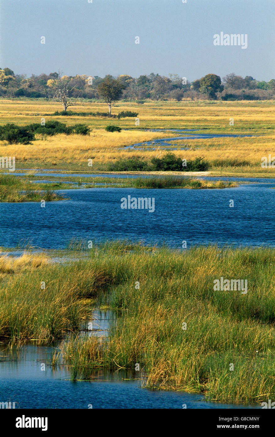 Bushveld sul Fiume Kwando banche, Namibia. Foto Stock