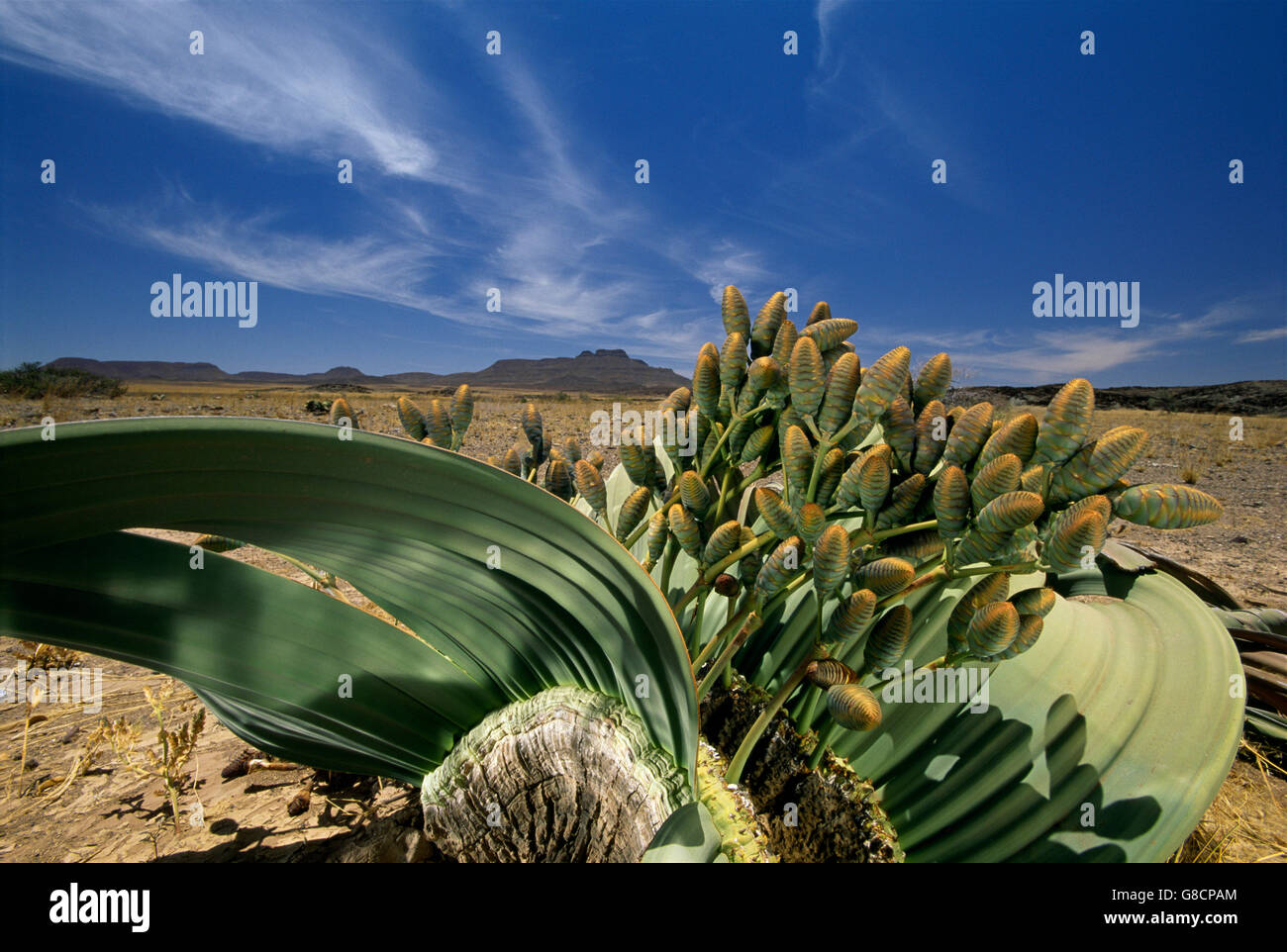 Welwitschia Mirabilis, Namib Desert, Namibia. Foto Stock