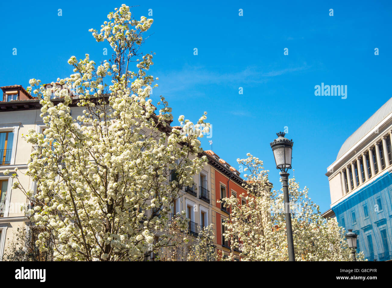 Gli alberi in fiore. Isabel II Square, Madrid, Spagna. Foto Stock